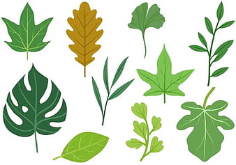 Free Leaves 2 Vectors ai svg