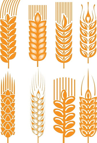 Golden wheat wheat vector eps
