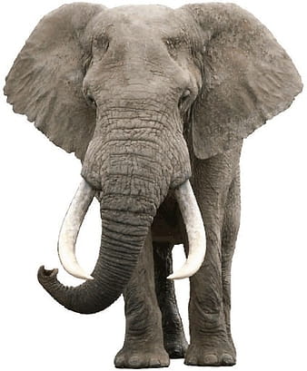 Realistic elephant vector eps
