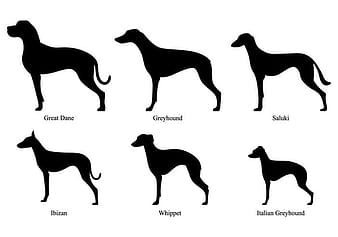 Tazı Siluetleri svg eps