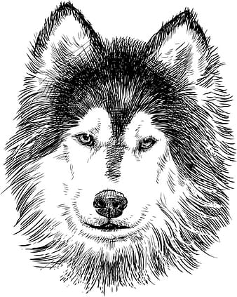 Hand drawn huskies dog vector ai
