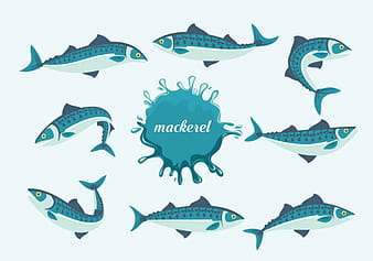 Mackerel Fishes Vector Illustration ai