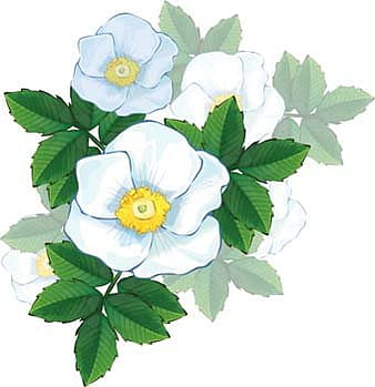 Rose Flower Vetor 50 ai vector
