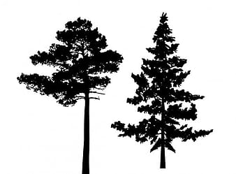 Silhouette pine tree eps vector