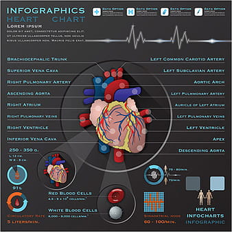 Vector de diseño de infografías de corazón eps