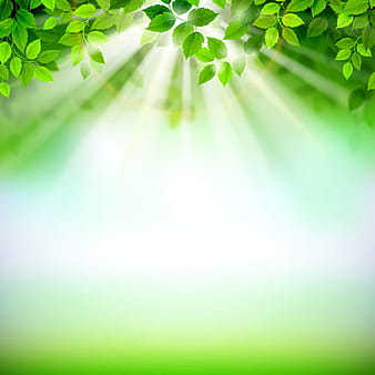 Sunlight with green leaves shiny background vector  eps