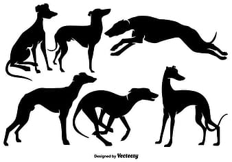 Vector, tazı, köpekler, siluetler svg ai