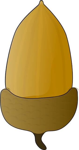 Acorn svg vector