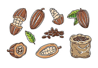 Cocoa Beans Vector eps svg