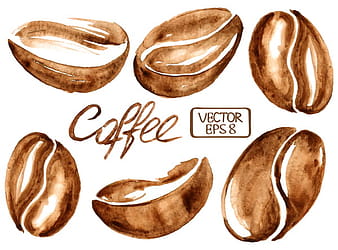 Hand drawn watercolor coffee beans vector eps