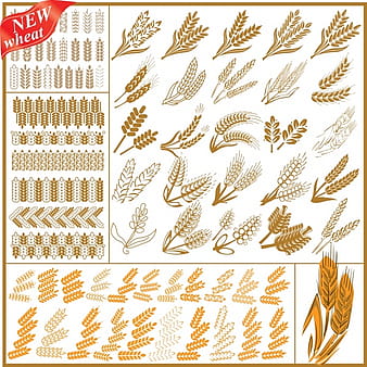 Wheat wheat vector eps