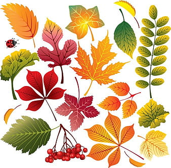Beautiful Autumn Leaves eps vector