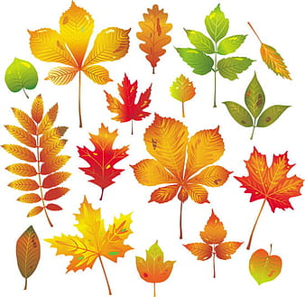 Autumn leaves vector eps