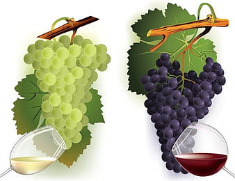 Wine And Grapes Vector 2 eps