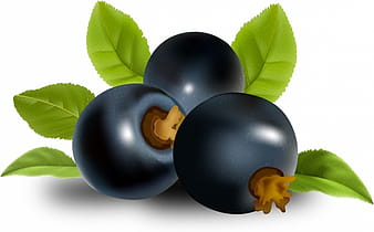 Black currant fruits with green leaves ai eps vector