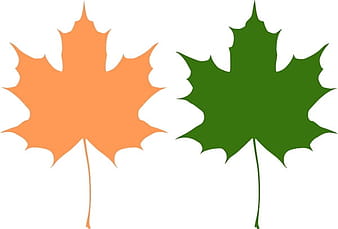 Maple leaves svg vector