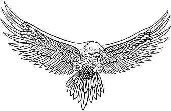 Dibujo lineal del vector del águila eps