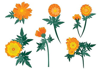 Free Calendula Flowers Vector svg eps