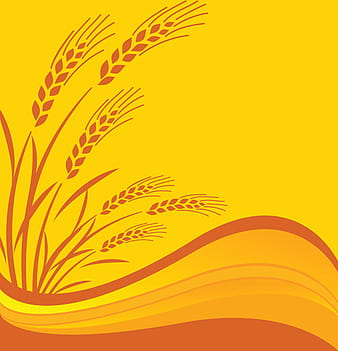 Golden wheat vector background set eps
