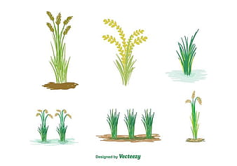 Free Rice Plant Vector eps