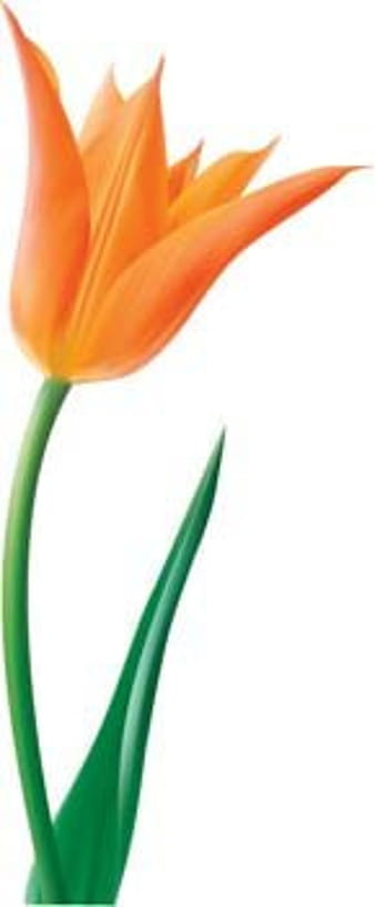 Tulip Flower 14 ai vector