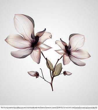 Orchid Flower eps vector