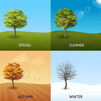 Tree with four seasons vector material  eps
