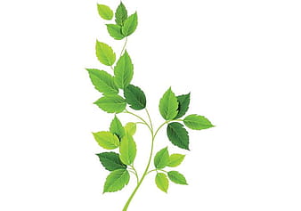 Green Leaves Vectors eps