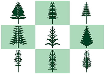 Araucaria Vector