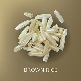Grains of brown rice eps vector