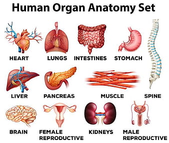Human organ anatomy set eps vector
