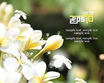 Myanmar gardenia yellow frangipani vector material eps