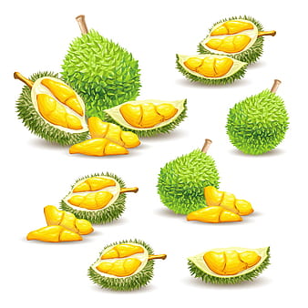 7 delicious durian vector material eps