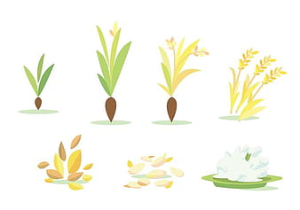 Rice Field Cycle Vector Set ai