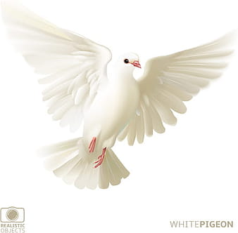 White pigeon realistic vector design eps