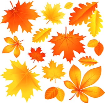 Beautiful autumn Leaves vector  eps