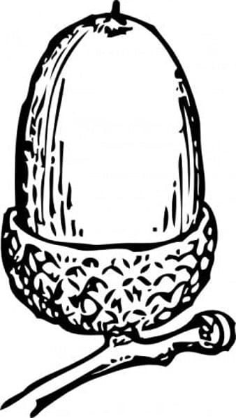 Acorn svg odg vector