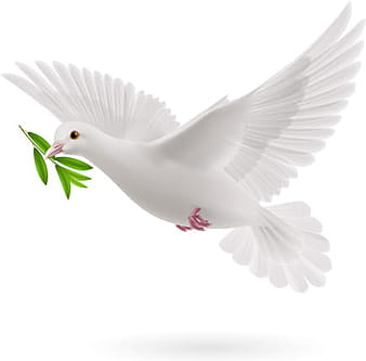 White pigeon realistic vector design eps