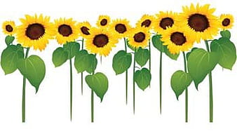 Podsolnuh Flower 3 ai vector