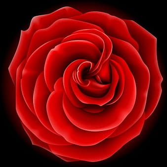 Realistic rose vector graphic eps