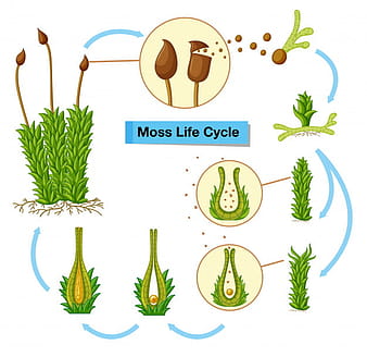 Diagram showing moss life cycle eps vector