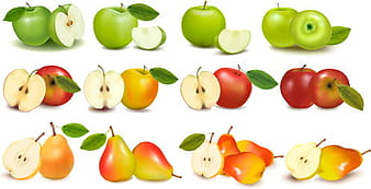 Apple and pears slice vector eps