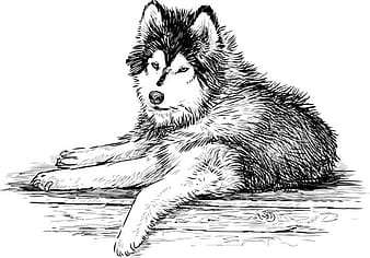 Hand drawn huskies dog vector ai