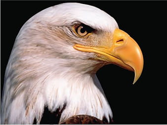 Águila ai