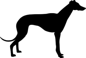 Tazı siluet svg