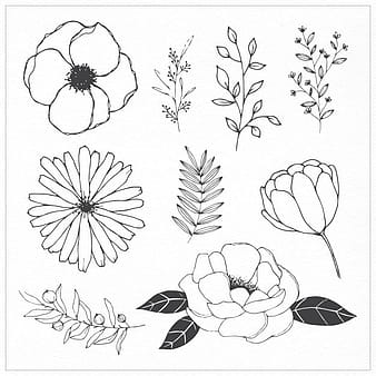 Hand drawn flowers and leaves eps vector