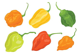 Habanero Vector Icons svg eps