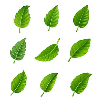 Realistic green leaves vector ai