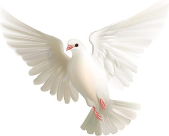 White pigeon realistic vector design eps
