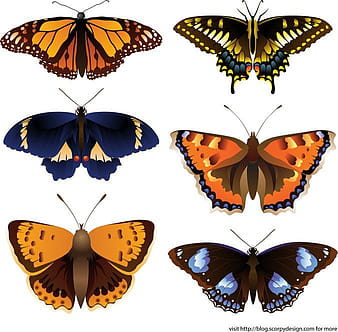 Butterfly eps vector